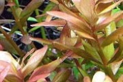 Rotala Rotundifolia Red - (Rotala Okrągłolistna)