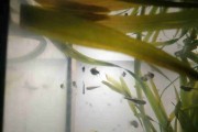 Neon czarny, Bystrzyk Axelroda, Black neon tetra