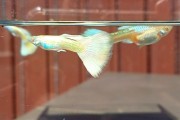 Gupik Albino White Platinum