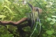 Anubias