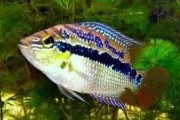 Pielęgnica Diamentowa. 7-10cm. Cetarius