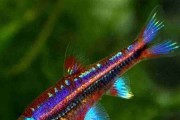 Błyszczek Tęczowy - Rainbow shiner (Notropis chrosomus). Cetarius