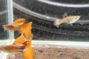 Gupik gupiki Red Tiger King