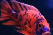 Aulonocara Calico XL mix kolorów. Cetarius