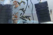 Mieczyki dorosłe! Cetarius