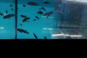 Pyszczaki Pseudotropheus Elongatus Mpanga Malawi Tanganika