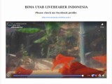 BIMA LIVEBEARER INDONESIA