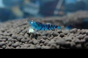 Krewetka Blue Tiger Orange Ayes