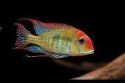 Ziemiojad Geophagus sp. Red Head Tapajos. Cetarius