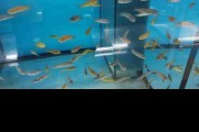 Pyszczaki Labeotropheus Trewavasae Marmolade Cat