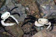 Krab panda (Lepidothelphusa cognetti). Cetarius
