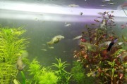 Narybek gupika