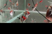 Skalar Red Devil - Pterophyllum scalare. Cetarius