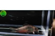 Kirys spiżowy