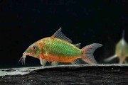 Kirys szmaragdowy (Brochis splendens). Cetarius
