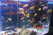 pyszczaki malawi tel 530741349