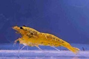 Krewetka Galaxy Yellow poselekcyjna