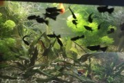Molinezja ostrousta "Black Molly"