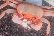 Krab Bananowy – Terrathelphusa sp. Banana Crab. Cetarius
