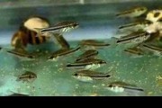 Kirysek Pigmej (Corydoras pygmaeus). Cetarius