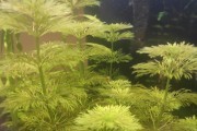 Limnophila Sessiliflora - (Limnofilia Bezszypułkowa)