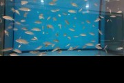 Neolamprologus Pulcher Daffodil Tanganika Malawi