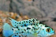 Pielęgnica Electric Blue Jack Dempsey (Rocio octofasciata "Electric Blue"). Cetarius