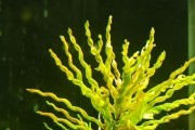 Ludwigia, Rotala, Bacopa i inne.