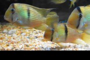 Ziemiojad : Guianacara Dacrya