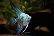 Skalar Philippine Blue Smokey. Cetarius