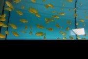 Pyszczaki Pseudotropheus Saulosi Tanganika Malawi