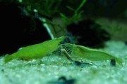 Krewetka Babaulti Green Neon PAKIET 10 szt