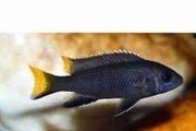 Labidochromis hongi - Pyszczak. Cetarius