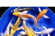 Karp koi Butterfly. Cetarius