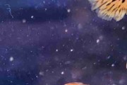 Gupik gupiki Platinum red dragon halfmoon