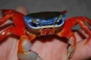 Krab tęczowy, krab trójkolorowy XL. Cetarius