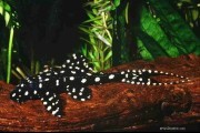Tarczobok żaglopłetwy ADONIS. Cetarius