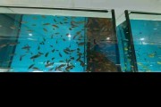Pyszczaki Idotropheus Sprengerae Malawi Tanganika