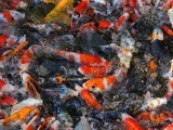 Koi Śląsk – Profesjonalna Hodowla Japońskich Karpi Koi