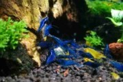 Krewetka Blue Velvet