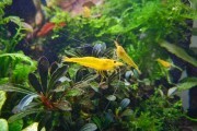 Pakiet 15 szt – Krewetka Taiwan Yellow King Kong