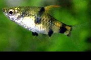 Ryby