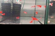 Gupik dorosły samiec