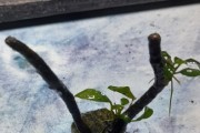 Mini aranżacja Anubias Chilli UNIKAT
