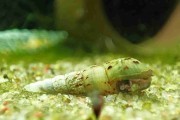 Ślimak Świderek