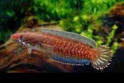Channa Andrao. Cetarius