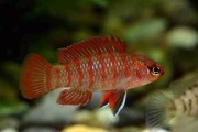 BADIS BENGALSKI (Dario Dario). Cetarius