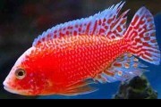 Aulonocara Red Fire XL. Cetarius