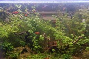 Microsorium