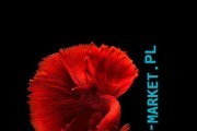 TERRARIUM - servicio gratuito de publicidad y base de datos de empresas